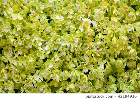 French orchid 42194930