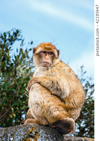 Portrait of a wild female macaque Portrait of a wild female macaque 42195647