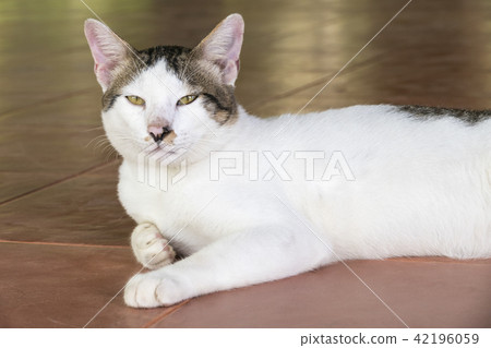 Cute Thai cat 42196059