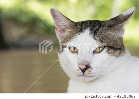 Cute Thai cat 42196062