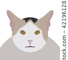 Cute Thai cat face Cute Thai cat face 42196128