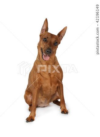 Brown miniature Pinscher over white Brown miniature Pinscher over white 42196149