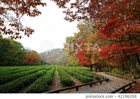 Autumn trip! Seonunsa, Autumn trip! Seonunsa, 42196208