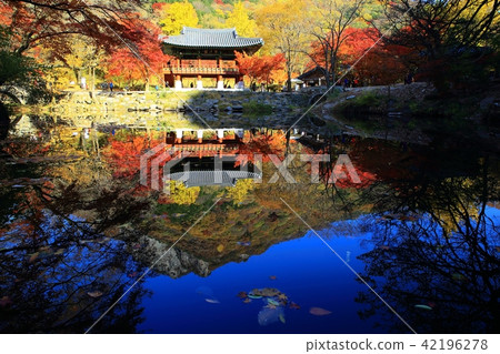 Autumn Baekyangsa! Autumn Baekyangsa! 42196278