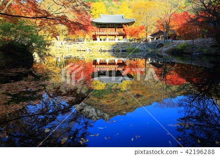 Autumn Baekyangsa! 42196288