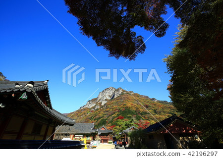 Autumn Baekyangsa! 42196297