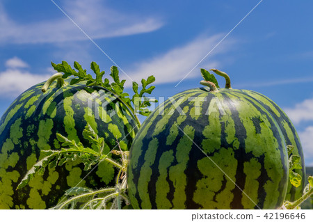 西瓜領域和夏天藍天 西瓜領域和夏天藍天 42196646