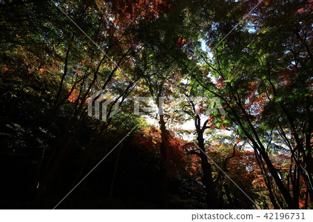The fall of Baekyangsa Temple! 42196731