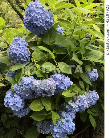 繡球 42197923
