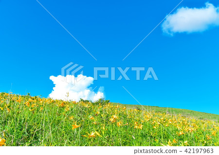 Nikkokishgege Kuroyama Plateau Nikkokishgege Kuroyama Plateau 42197963