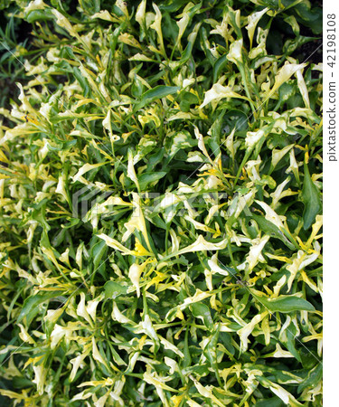 Terrancera gardening flowers Terrancera gardening flowers 42198108