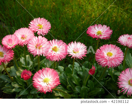 Daisy Hinaguro Gardening Flower 42198112