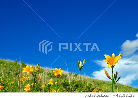 Nikkokishgege Kuroyama Plateau 42198128