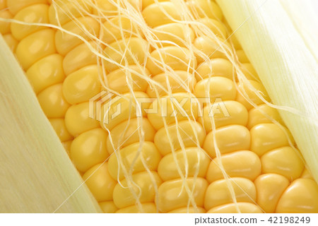 corn corn 42198249