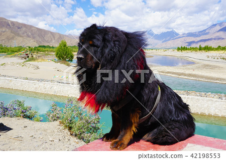 Tibetan mastiff at the Yamdrok lake Tibet, China 42198553