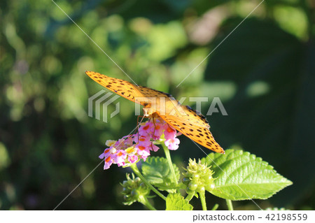 馬纓丹花蜜的爪爪的雄性 42198559