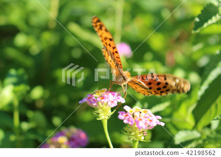 The male of a clawed claw of the Lantana flower nectar 42198562