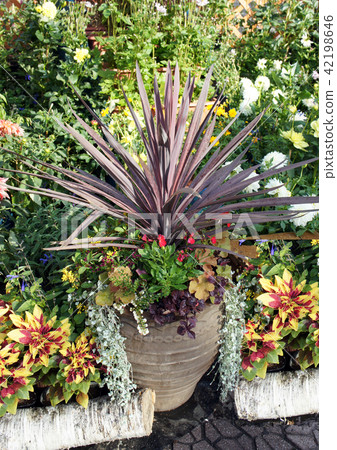 Dracaena Cordilline Gardening Flowers Stock Photo 42198646 Pixta