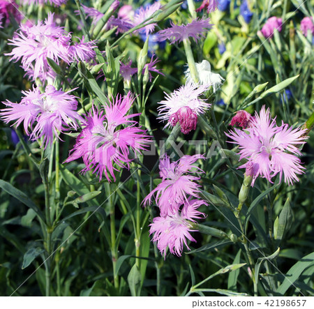 Nadesico Nadeshiko Gardening Horticulture Flower Nadesico Nadeshiko Gardening Horticulture Flower 42198657