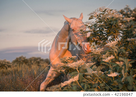 Portrait of a pearl pink horse among  trees 42198847