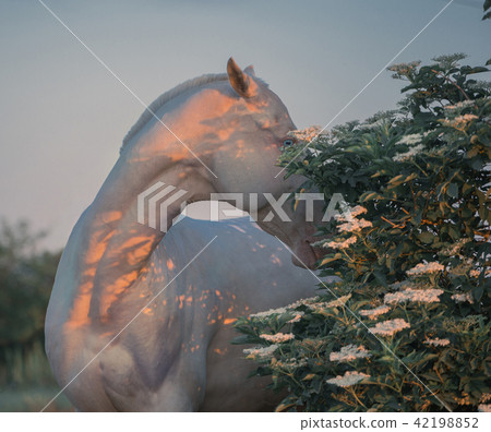 Portrait of a pearl pink horse among trees Portrait of a pearl pink horse among trees 42198852