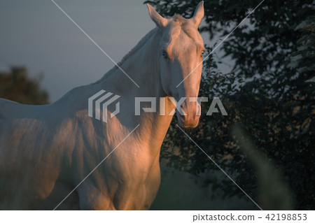 Portrait of a pearl pink horse on trees background Portrait of a pearl pink horse on trees background 42198853