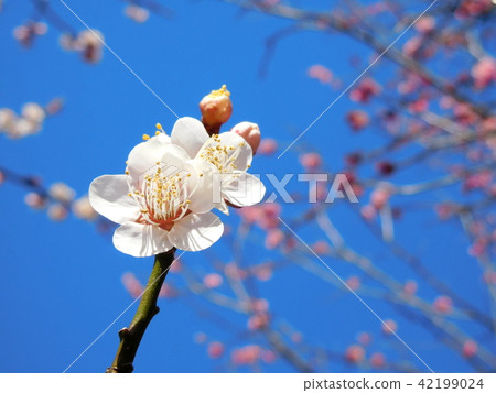 Plum blossoms Tangguhu Plum blossoms Tangguhu 42199024