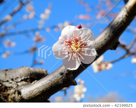 Plum blossoms Tangguhu 42199025