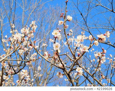 Plum blossoms Tangguhu Plum blossoms Tangguhu 42199026