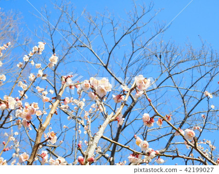 Plum blossoms Tangguhu Plum blossoms Tangguhu 42199027