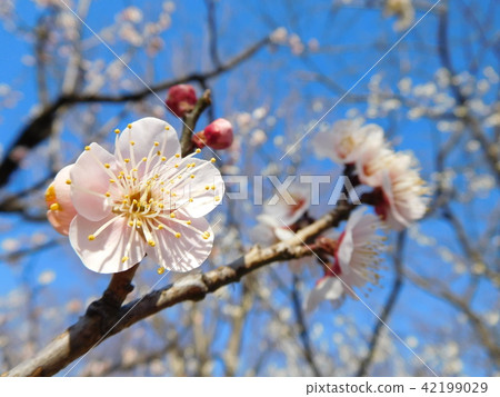 Plum blossoms Tangguhu Plum blossoms Tangguhu 42199029