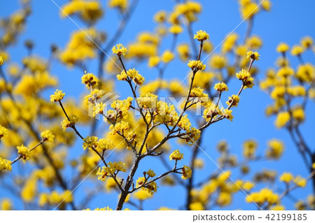 山茱萸 山茱萸 42199185