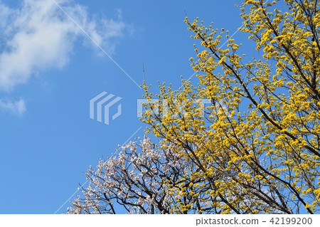 Sanshui and plum blossoms 42199200