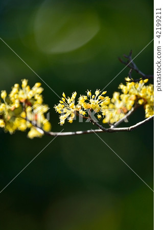 山茱萸 山茱萸 42199211