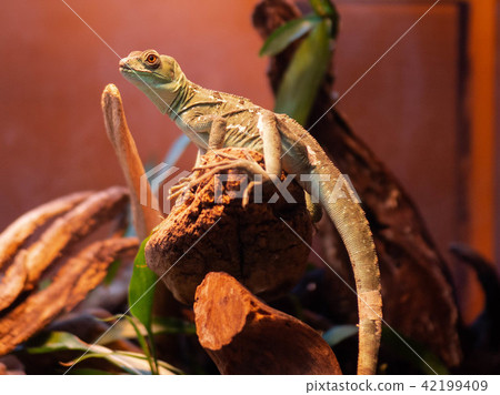 水族館的蜥蜴 42199409