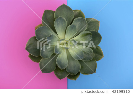 Cactus fashion design with shadow on pink blue background Cactus fashion design with shadow on pink blue background 42199510