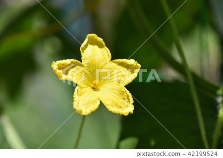 植物花 植物花 42199524