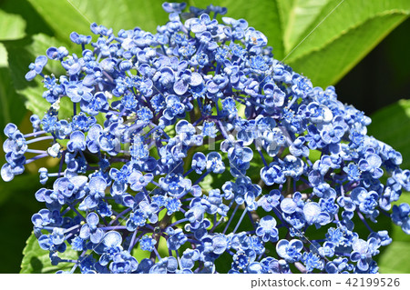 Uzuyasai (eddy hydrangea) 42199526