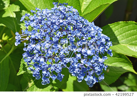 Uzuyasai (eddy hydrangea) 42199527