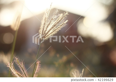 Bright grass Bright grass 42199829
