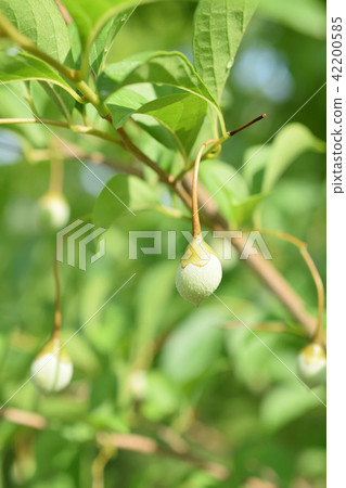 Egonoki的年輕果實 Egonoki的年輕果實 42200585