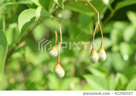 Egonoki的年輕果實 42200587