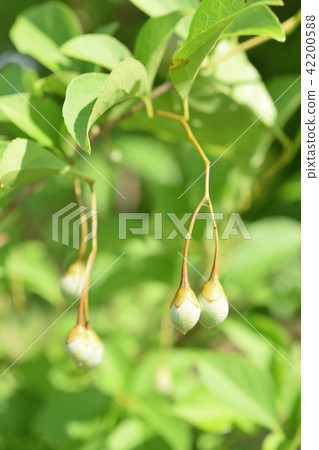 Young fruit of Egonoki 42200588