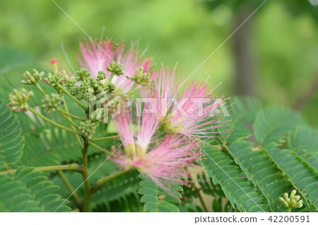 Nemnoki花在夏天開花 42200591