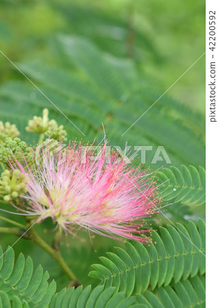 Nemnoki flowers blooming in summer 42200592