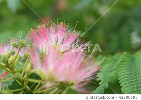 Nemnoki花在夏天開花 42200593