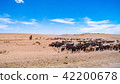 Mokdong of the steppe 42200678