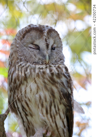 owl   42200734