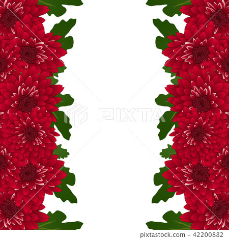 Red Mum, Chrysanthemum Flower Border Red Mum, Chrysanthemum Flower Border 42200882