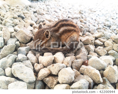 Sleeping Chipmunk 42200944